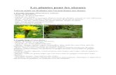 Voici un article sur 40 plantes que l'on peut donner aux oiseaux....- Fleurs : fleurs jaune vif et uni, de 1 à 2 cm ; sépales vert clair étalé en croix. - Feuilles : feuilles inférieures