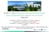 BoRE-10 VEctorisé dans les cellules Tumorales pour la ... · Ewin Godio Jacques Pliquett Amélie Godard Ulli KÖSTER Grants ANR-11-INBS-0006 (FLI) and Interdisciplinary CNRS (ISOTOP)