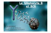 Le lymphocyte B et BCRuniv.ency-education.com/uploads/1/3/1/0/13102001/med_3an...facteurs de transcription et de marqueurs de surface qui nous permettent d’identifier le stade de