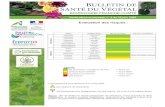 chrysanthèmes rouille thrips pucerons...3 Horticulture et paysage n 9 du 25 juin 2020 Chrysanthèmes : Quelques pucerons épars, avec un parasitage par les aphidius ! Mise en place