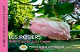 LES ROSIERS...2014/03/13  · Aussi appelés rosiers nains, leur végétation ne dépasse pas 50 cm. Ils sont idéals en pot et en jardinière, à l’intérieur ou à l’extérieur