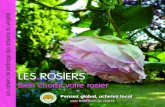 LES ROSIERS - Les pépinières et paysages d'Elle NormandieLes rosiers sont généralement classés par catégorie selon le type de floraison ou de végétation. Vous trouverez Vous