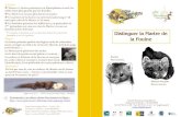 Distinguer la Martre de la Fouine - biolovision.net · 2011. 11. 10. · La Fouine présente parfois une légère tache de coloration jaune-orangée au milieu de sa bavette blanche