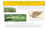 PLANTES INVASIVES DANS LE FINISTERE Le séneçon en arbre · Rameau fleuri (Photo : G. Le Moigne, avril 2005) Plante en fruits (Photo : Internet : Herbier de l’Uni-versité de Caroline