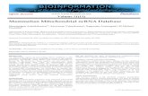 Mammalian Mitochondrial ncRNA Database · PDF file Shanmugam Anandakumar1*, Saravanan Vijayakumar2, Nagarajan Arumugam1, M Michael Gromiha1 1Department of Biotechnology, Bhupat and