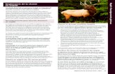 Règlements de la chasse au wapiti - Ontario · Règlements de la chasse 2014 ... Renseignements pour tous les chasseurs de wapiti . La chasse au wapiti est chose nouvelle en Ontario