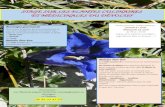 herbierdudevoluy.frherbierdudevoluy.fr/pdf/stages/stage 28-29 avril 2018.docx · Web viewBotanique gourmande Outre toutes les plantes que nous rencontrerons au cours de nos balades