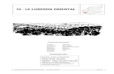 10 - LE LUBERON ORIENTALatlas04.batrame-paca.fr/images/pdf/10_le-luberon-oriental.pdf · Montfuron - la Bastide des Jourdans (Vaucluse), le terrains de l’Oligocène plus tendres