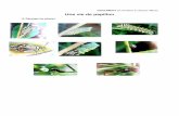 Une vie de papillon - Ecole Notre Dameecole-notredame-redon.fr/wp-content/uploads/2020/04/Roll-5-CE1.pdf¢ 