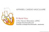APPAREIL CARDIO-VASCULAIRE Pr René Yiou CHU Henri Mondor, …urologie-fonctionnelle.com/documents/Cours anatomie... · 2020. 4. 7. · Pr. René YIOU (UPEC) urologie-fonctionnelle.com