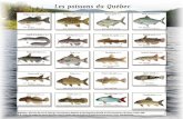 Les poissons du Québec - VotrePortail2 5 Réalisation : Direction du suivi de l’état de l’environnement, Ministère du Développement durable, de l’Environnement et des Parcs,