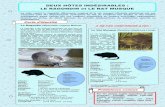 DEUX HÔTES INDÉSIRABLES : LE RAGONDIN et LE RAT ...data.over-blog-kiwi.com/1/17/73/72/20160518/ob_e6027d...2016/05/18  · Indices et Traces de rat musqué : • Terriers Successions