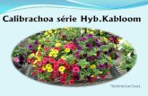 Calibrachoa série Hyb.Kabloom - NorsecoForme des semences et détails pour le semis • Les semences du Calibrachoa Kabloom sont enrobées. • Grosseur semblable à celle du Pétunia.
