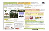 bhqle,smagia frdniagd Eucalyptus robustatimber.lk/vidusara tree/minimal/article/robusta.pdf · 2013. 2. 27. · i ls'.%E 1 g we;s îc m%udKh :50000 - 60000 muK" îSc me, 1500 - 2500