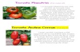 Tomate Maestria (Pot violet vif) · Tomate Maestria (Pot violet vif) La tomate Maestria est une variété de tomate très vigoureuse, tolérante au mildiou, et d’excellente qualité