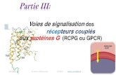 Partie III - Accueilfsesnv.univ-biskra.dz/images/stories/cour_Dr_Dehimat_Abdelouahab/… · Partie III: Voies de signalisation des récepteurs couplés aux protéines G (RCPG ou GPCR)
