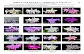 Native CATTLEYAS (Orchidaceae) of Venezuela 1...6 Cattleya jenmanii Semi Alba ‘Armando Mantellini’ x ‘Self’ 7 jenmanii ‘Anato’ 8 Tipo 9 10 Cattleya lawreanceana Cerulea