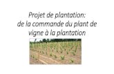 New Projet de plantation: de la commande du plant de vigne à la … · 2019. 9. 11. · •Types et techniques de production ... des raisins qui seront produits. Quelques exemples