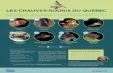 LES CHAUVES-SOURIS DU QUÉBECQuébec, il y a huit espèces divisées en deux groupes : les résidentes, qui hibernent dans les grottes ou les mines en hiver, et les migratrices, qui