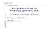 Porcine Reproductive and Respiratory Syndrome (PRRS)¼hjahrstagung 2013/X_Sidl… · Ödeme (Kopf, Lider), Konjunktivitis, Exophthalmus - Anämie, Thrombozytopenie, Nabelbluten -