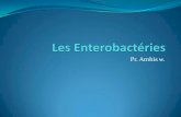 Pr. Amhis w.univ.ency-education.com/uploads/1/3/1/0/13102001/bacterio3an16-1… · > espèce dominante de la flore aérobie du tube digestif. ... > La pression de sélection des ATB