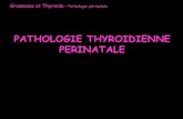 PATHOLOGIE THYROIDIENNE PERINATALE · Les normes et unités sont spécifiques au laboratoire (T4L surtout) CHU Grenoble T4L 11,5-23,0 pmol/l T3L 2,5-5,8 pmol/l TSH 0,27-4,2 mUI/l