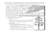 New ETUDE PRATIQUE DES PINOPHYTES - WordPress.com · 2013. 10. 25. · Elles présentent une structure primaire et une structure secondaire très comparables ... Les principales différences