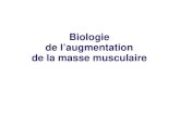 Biologie de l’augmentation de la masse musculaire · 50 µm Fibre musculaire squelettique : mise en évidence de la ( microscopie optique en contraste de phase) striation transversale