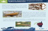 Sargasse japonaise Sargassum muticum · Sargassum muticum est une algue brune, dont les thalles uvent atteindre 8 m de long. Ces thalles, de forme pyramidale, sont souples, de couleur