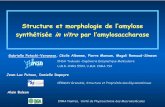 Structure et morphologie de l’amylose synthétisée in vitropar l ......Structure et morphologie de l’amylose synthétisée in vitropar l’amylosaccharase Gabrielle Potocki-Veronese,