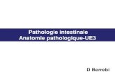 Pathologie intestinale Anatomie pathologique-UE3 · -Infiltrat inflammatoire riche en PN surtout dans la moitié sup du chorion+++ - Pas d’anomalie architecturale des glandes -Abcès