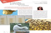 Portugal, e L’abeille portugaise en pratique · 34 2-2015 n°165 abeilles & cie e L’abeille portugaise en pratique Apis mellifera iberiensis est présente par- tout dans le pays.