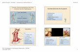 Examen Ultrasonographique des Axes Artériels Cervico …ultrasonographie-vasculaire.edu.umontpellier.fr/files/2012/08/MD... · Autres lésions de la paroi • Médiacalcose • Dissection