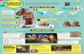 NÉANDERTAL Une exposition sur Néandertal jusqu’au 7 ...2018/03/01  · neandertal.museedelhomme.fr Lien de famille : un cousin d ’Homo sa e pni s Morphologie : petit et costaud