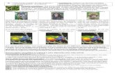1S Compétences Les photorécepteurs : un produit de l ...svt.ac-noumea.nc/IMG/pdf/act1-opsine2013-1s-def.pdf« Bandar », le macaque rhésus est un singe de taille moyenne. Il fréquente