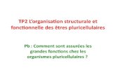 TP2 L’organisation structurale et fonctionnelle des êtres ......A partir de l’exemple de la structure de l’estomac, montrer que les différents niveaux d’organisations au