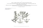 Les Chenopodiaceae de l’Herbier de l’Université de Strasbourg … · 2017. 7. 3. · Herbier de l’Université de Strasbourg (STR) - 2017 1 Die wilde Welt der Chenopodiaceae
