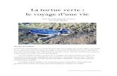La tortue verte : le voyage d’une viedsden-iennsn2-58.ec.ac-dijon.fr/wp-content/uploads/sites/... · 2018. 10. 19. · La tortue verte : le voyage d’une vie 1 La tortue verte