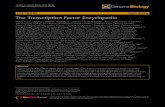 The Transcription Factor Encyclopediagero.usc.edu/labs/benayounlab/files/2018/06/...(MYC) [3], the pervasive roles of TFs are becoming increasingly appreciated and experimentally character-ized.
