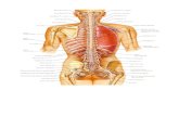 ifsanté · 2013. 9. 30. · Nerf spinal Cl émergeant au-dessus de la vertèbre Cl Nerf spinal C8 émergeant au-dessous de la vertèbre C7 (il y a 8 nerfs cervicaux, mais seulement