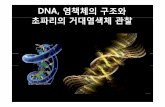 DNA, 염책체의구조와 초파리의거대염색체관찰 - Amborella · 2009. 11. 17. · Cri-du-chatsyndrome(chat syndrome (고양이울음증후군) • XXY: Klinefeltersyndrome