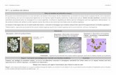 TP 7 : La nutrition des lichensblogpeda.ac-bordeaux.fr/.../2018/10/TP-7-Lichen_ECE.pdf · 2018. 10. 10. · TP 7 : La nutrition des lichens Mise en situation et recherche à mener