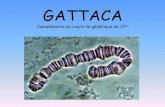 GATTACA1997: Film : Bienvenue à Gattaca. Novembre 2000: Annonce par l’équipe Inserm de Marc Peschanski des premiers résultats d’amélioration obtenus chez 5 patients atteints