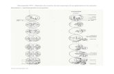 Document 1 : Spermatogenèse et ovogenèse · 2012. 8. 27. · Documents TP1 : Maintien du nombre de chromosomes d’une génération à la suivante Document 1 : Spermatogenèse et