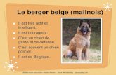Le berger belge (malinois) · Le berger belge (malinois) Il est très actif et intelligent. Il est courageux. C’est un chien de garde et de défense. C’est souvent un chien policier.