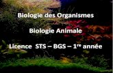 Biologie des Organismes Biologie Animale Licence STS BGS 1 ... › wp-content › uploads › 2020 › 01 › ...Phylum Chordata Etoile de mer Phylum Echinodermata Moustique Phylum