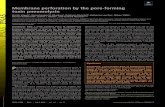 Membrane perforation by the pore-forming toxin pneumolysin Membrane perforation by the pore-forming