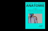 ATLAS DE POCHE ANATOMIE · 2020. 9. 9. · W. KAHLE M. FROTSCHER 3 † Système nerveux et organes des sens L’Atlas de poche d’anatomie en trois volumes de Platzer, Kahle, Frotscher,