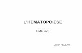 L’HÉMATOPOIÈSEadrien.six.online.fr/IF/Documents/IF2008_IF-II_screen.pdf · 2/ Rôle des facteurs de croissance Facteurs synergiques: SCF (Stem Cell factor), FLT3-L, IL1 , IL6