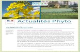 Actualités Phyto - Agriculturedriaaf.ile-de-france.agriculture.gouv.fr/IMG/pdf/Lettre... · 2020. 5. 28. · - Transeius montdorensis, acarien prédateur d’acariens phyophages,